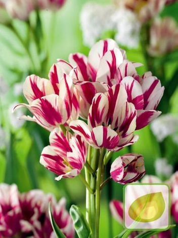 Kolekcja Tulipany Bukietowe