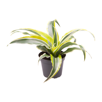 Dracena Wonna Lemon Surprise (Dracaena fragrans 'Lemon Surprise')