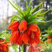 Szachownica (Fritilaria) 'Rubra'
