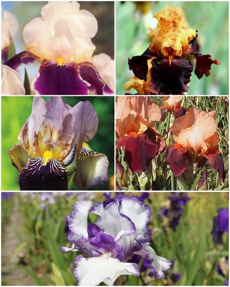 Zestaw Ekskluzywne Kosaćce Bródkowe