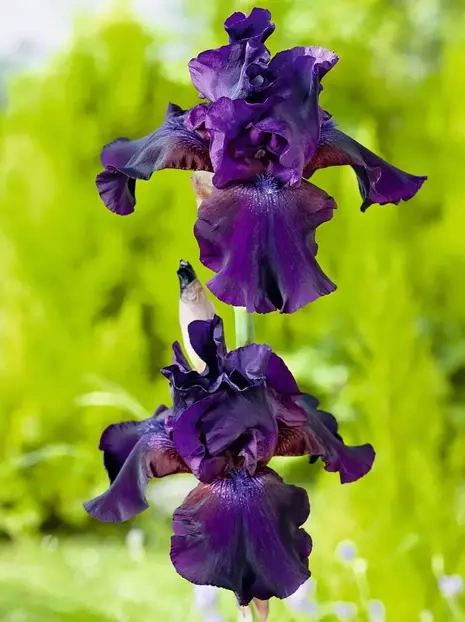 Irys (Iris Germanica) 'Superstition'