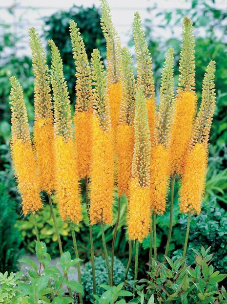 Pustynnik Eremurus Pinokio