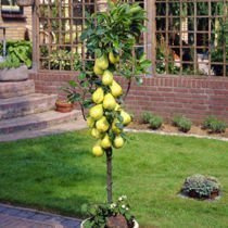 Grusza kolumnowa żółta Safira ®