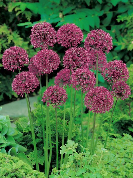 Czosnek (Allium) 'Purple Sensation' 5 szt.