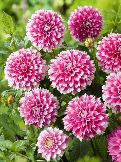 Dalia (Dahlia) 'Fuzzy Wuzzy'