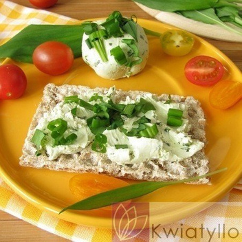 Czosnek Niedźwiedzi (Allium Ursinum)