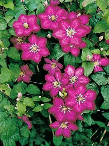 Powojnik (Clematis) 'Kryspina'