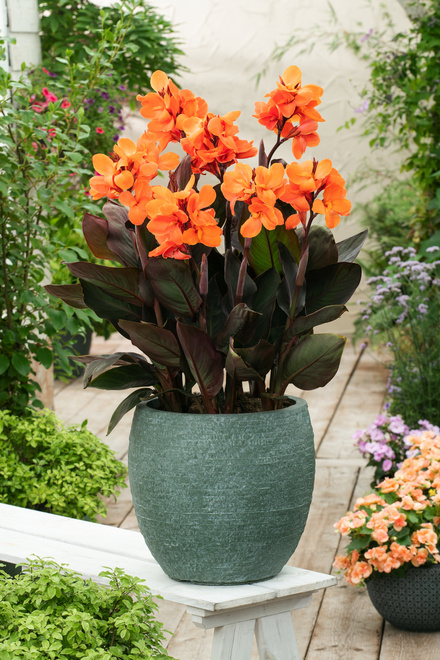 Paciorecznik (Canna) 'Happy Julia'