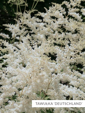 Zestaw Kolekcja Biała 10 szt.