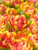 Tulipan (Tulipa) 'Sundowner'