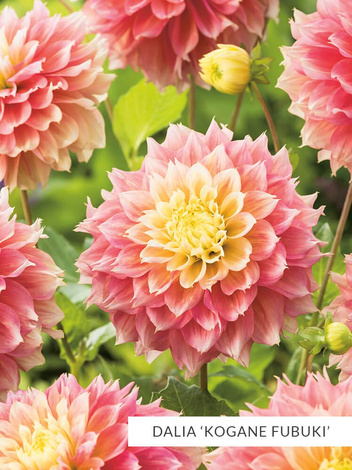 Zestaw Dalie Strzępiaste