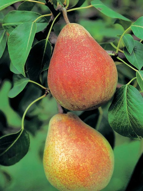 Grusza Faworitka (Klapsa)