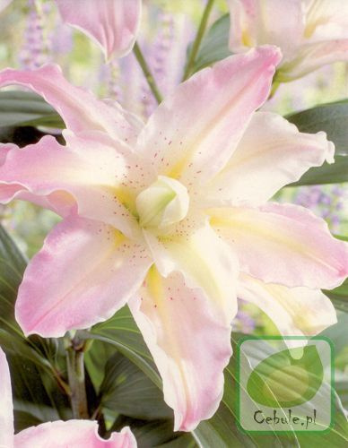 Lilia Orientalna Pełna (Lilium) Soft Music