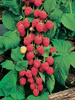 Malina (Rubus) - Krzew Owocowy