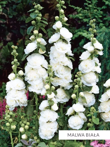 Zestaw Kolekcja Biała 10 szt.