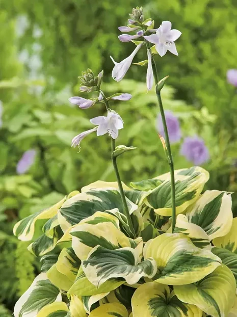 Funkia (Hosta) 'Glad Rags' 1 szt.