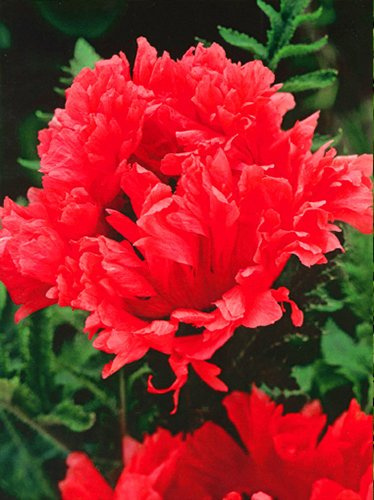 Mak (Papaver orientale) 'Garden Glorie'