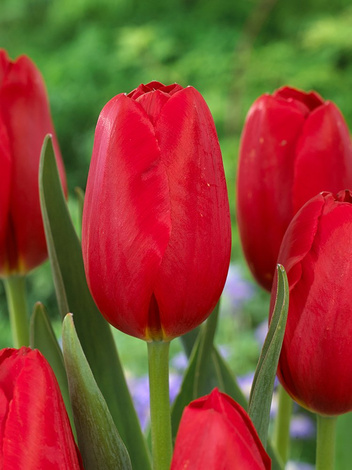 Tulipan (Tulipa) 'Warszawa'