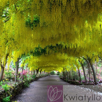 Złotokap Pospolity "Laburnum anagyroides"