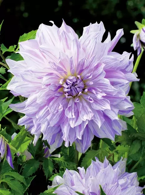 Dalia (Dahlia) 'Mom's Special'