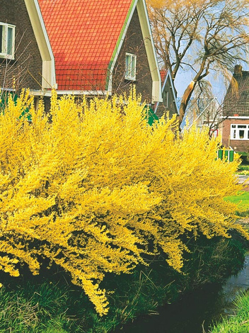 Forsycja 'Intermedia' (Forsythia)