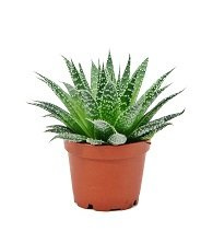 Aloes (Aloe) Aristata