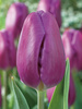 Zestaw Tulipany Triumph w Kolorach 25 szt.