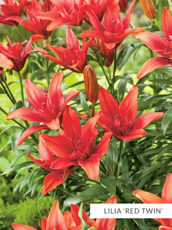 Zestaw Lilie Pełne