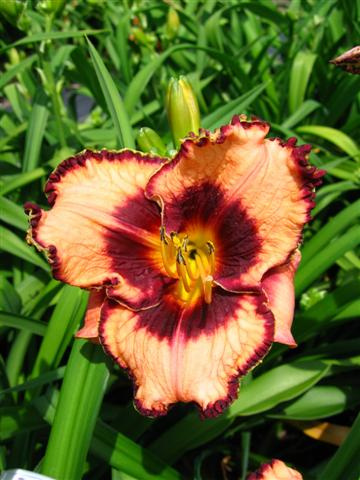 Liliowiec (Hemerocallis) ' Madeline Nettles Eyes ' 1 szt.