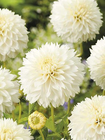 Dalia (Dahlia) 'Myama Fubuki'