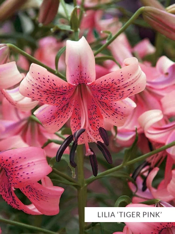 Zestaw Lilie Tygrysie