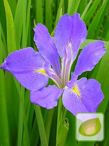 Zestaw Kosaćców Louisiana