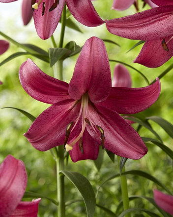 Lilia (Lillium) 'Purple Marble'