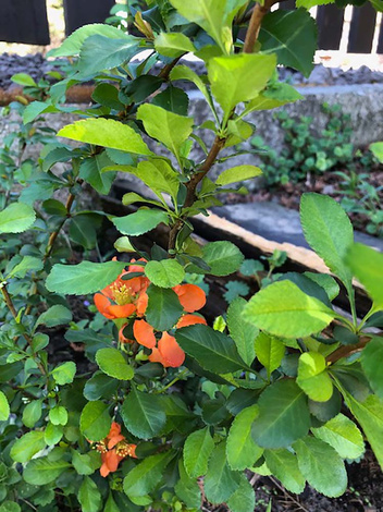 Pigwowiec japoński (Chaenomeles japonica)