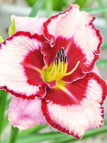 Liliowiec (Hemerocallis) 'Lies and Lipstick'