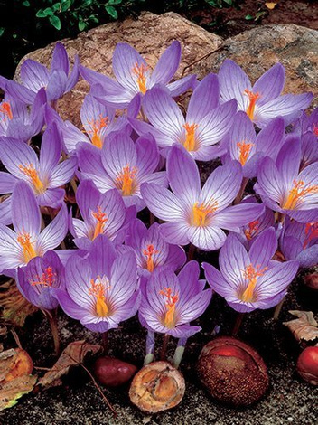 Krokus fioletowy w doniczce śr. 10,5 cm