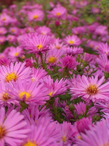 Aster krzaczasty (Aster dumosus) 'Herbstgruss Von Bresserhof' 1 szt.