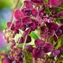 Akebia Pięciolistkowa "Akebia quinata"