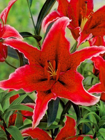 Lilia (Lilium) 'Sumatra'
