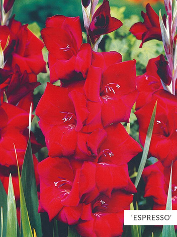 Zestaw Mieczyki Wielkokwiatowe