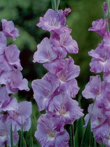 MEGA Zestaw Mieczyki