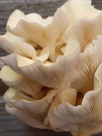 Boczniak Cytrynowy Do Uprawy Domowej