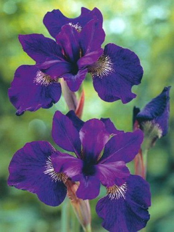 Irys Siberica Regency Buck