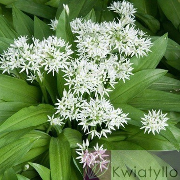 Czosnek Niedźwiedzi (Allium Ursinum)