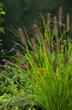 Rozplenica Piórkowa (Pennisetum) 'Red Head' XXL