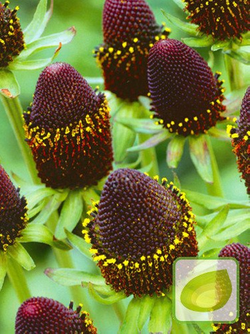 Rudbekia (Rudbeckia) Green Wizzard