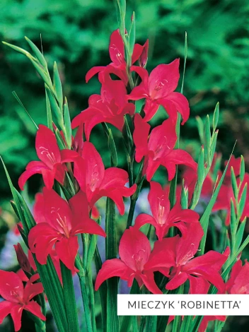 Zestaw Mieczyk Botaniczny 25 szt.