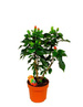 Egzotyczny Hibiskus Drzewko DUŻA KWITNĄCA SADZONKA w Doniczce 60 cm wysokości