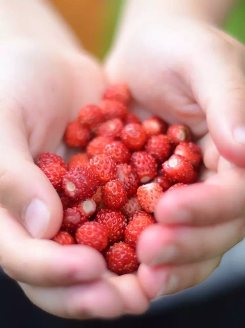 Nasiona Olbrzymia - Poziomka Regina