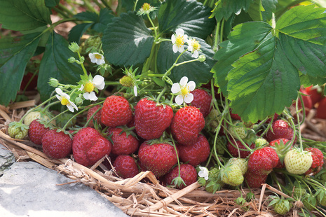 Truskawka Senga Sengana